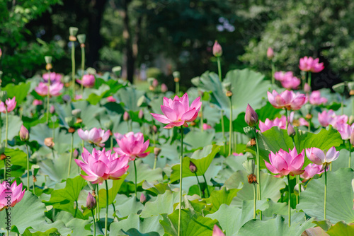 初夏を告げる蓮の花