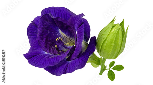 Принти на полотні Vibrant butterfly pea flower with green bud, purple clitoria ternatea blossom on
