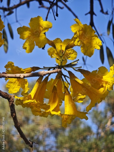 Konstfotografi Yellow trumpet flowers against clear blue sky