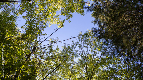 Obraz na płótnie Vista inferior de ramas y hojas de árboles verdes bajo cielo azul