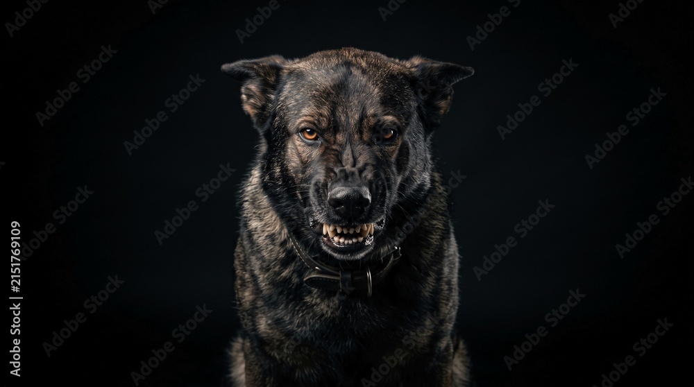 Naklejka premium Snarling Dog Showing Teeth on Black Background