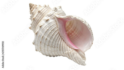 Natural spiral seashell marine life ocean souvenir collection isolated on transparent background