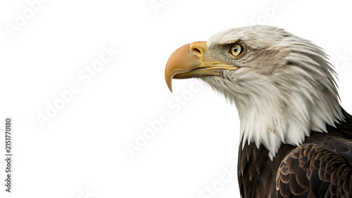 Canvas Print Detailed portrait of a bald eagle predatory bird head isolated on transparent ba