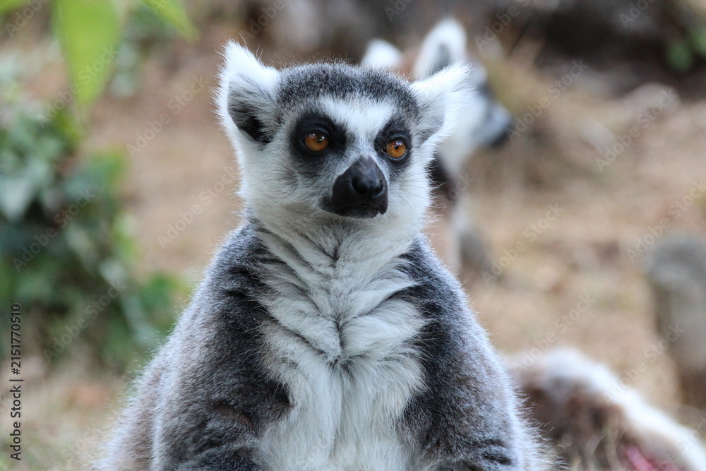 Fototapeta premium ring-tailed lemur in a zoo in france 