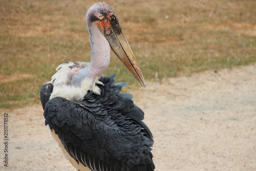 Картината върху платно marabou in a zoo in france
