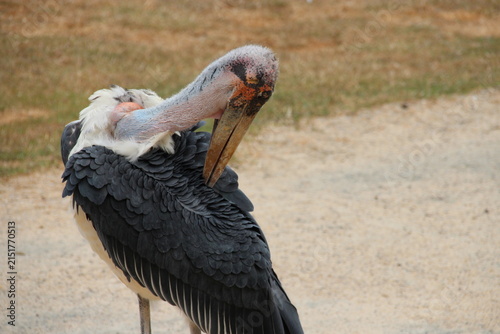 Картината върху платно marabou in a zoo in france