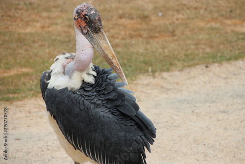 Fotografie marabou in a zoo in france