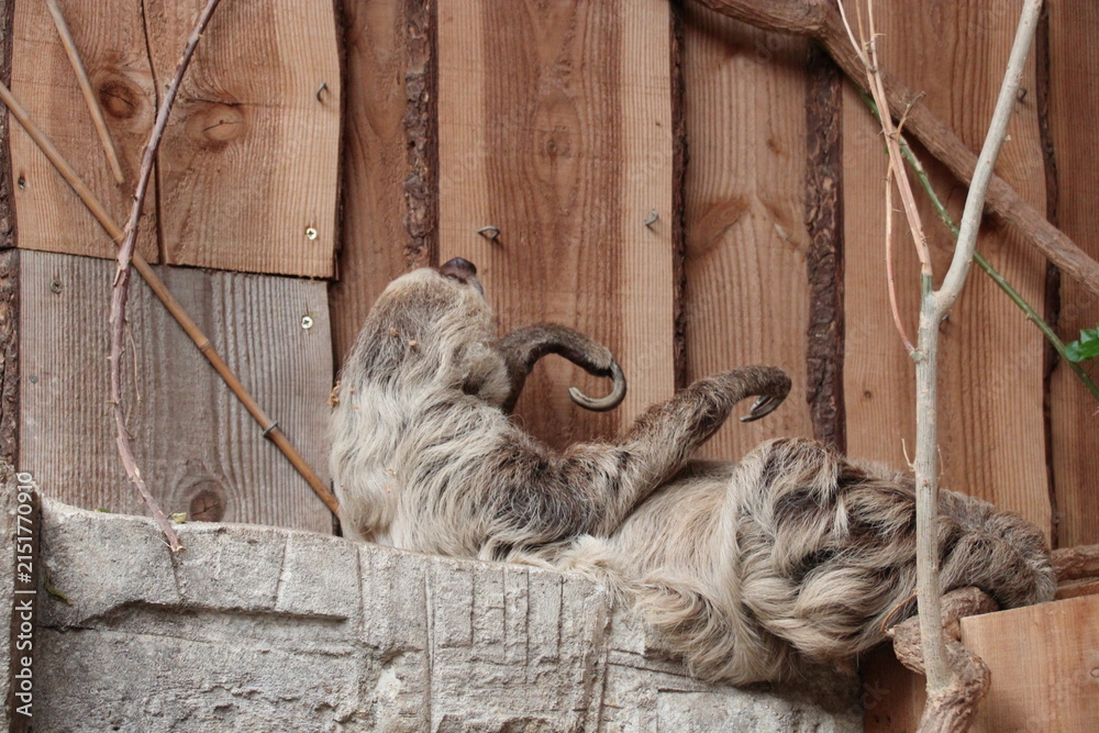 Fototapeta premium sloth in a zoo in france 
