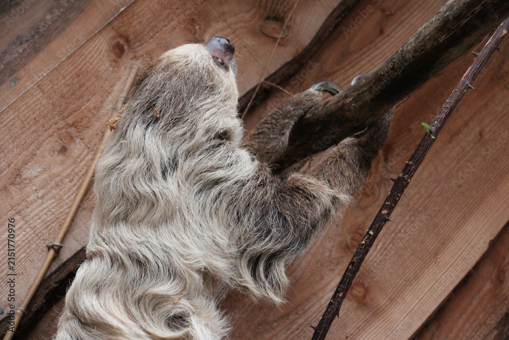 Fototapeta premium sloth in a zoo in france 