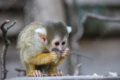 Photography baby squirrel monkey in a zoo in france