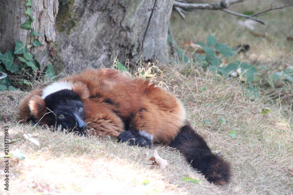 Fototapeta premium red ruffed lemur in a zoo in france