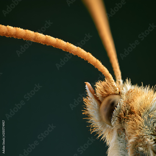 Scientific Butterfly Antenna Macro