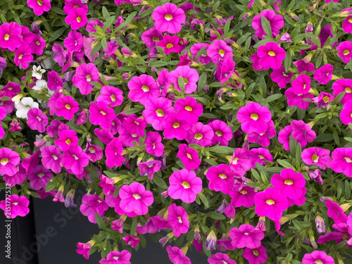 Calibrachoa or Calibrachoa hybrida with abundant bright pink flowers