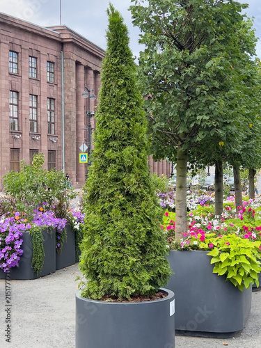 Thuja or Thuja occidentalis Smaragd evergreen conifer in a large container surrounded by colorful flowers in an urban garden
