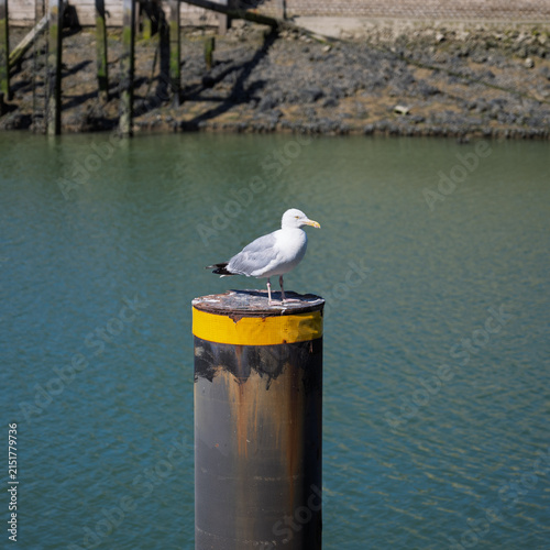 A seagull sitting on a pile on the River Ouse