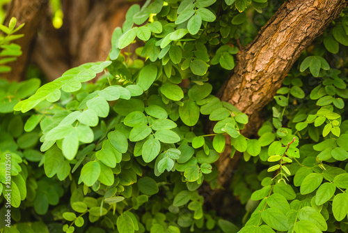 Green leaves grow on a tree trunk in a natural setting during the daytime