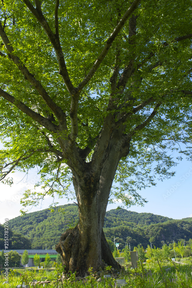 Fototapeta premium It is an outdoor park with a large zelkova tree.