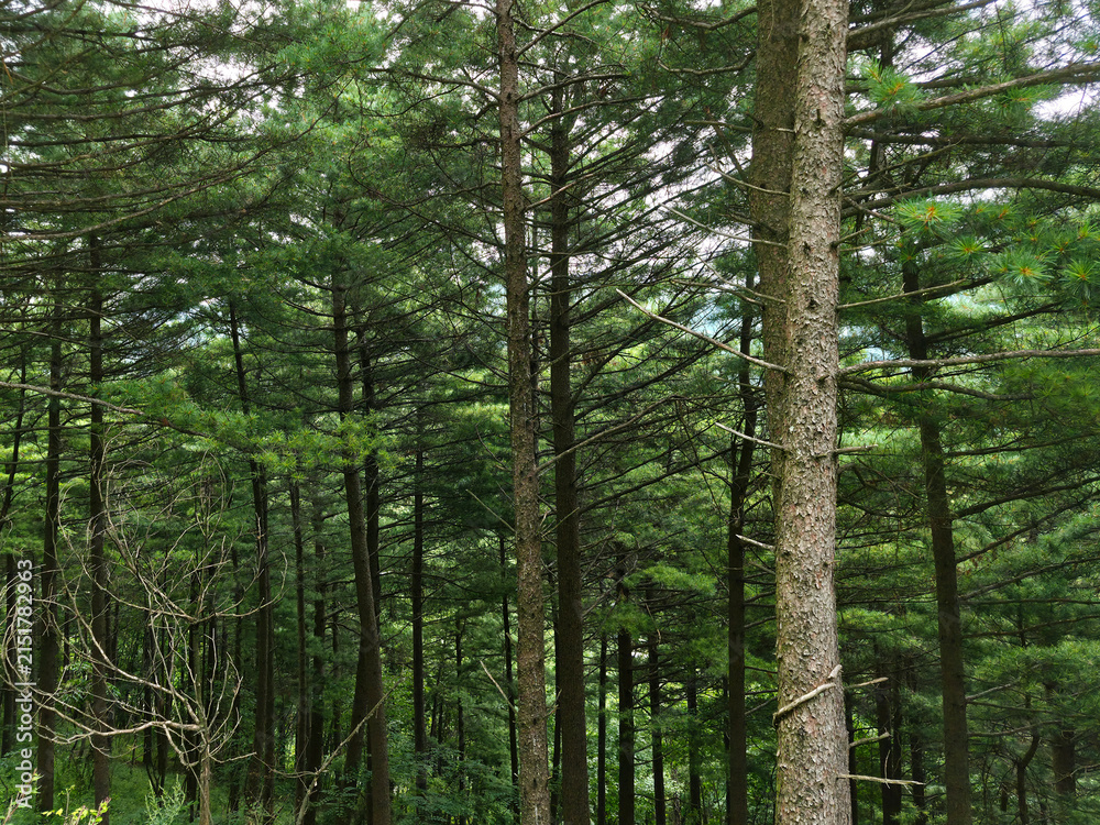 Fototapeta premium It is a forest with coniferous trees.