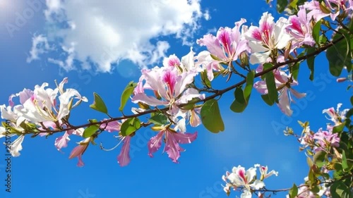 A branch of blooming pink flowers against a bright blue sky