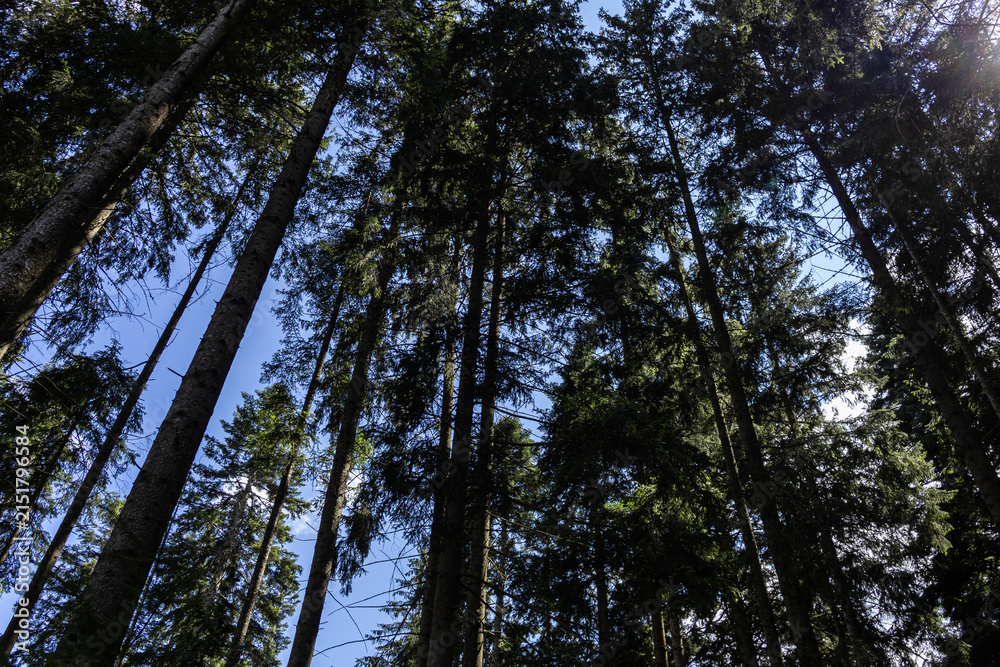Fototapeta premium Low Angle View of Tall Forest Trees and Blue Sky