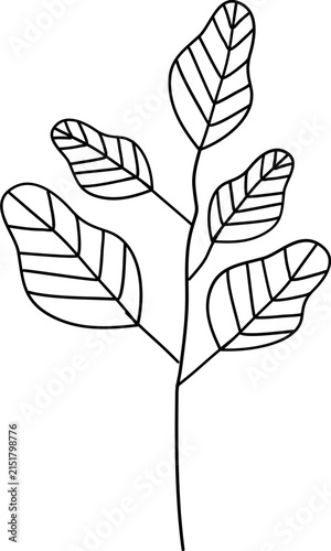 floral illustration