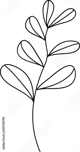 floral illustration