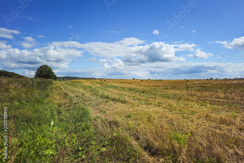 Scutched agricultural field after harvest under beautiful blue sky with clouds in summer.