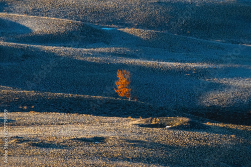 Lonely autumn tree with golden leaves in rolling hills at sunset light.