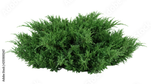 Lush evergreen juniper bush with dense vibrant green foliage isolated on transparent background for landscape architecture and garden design.