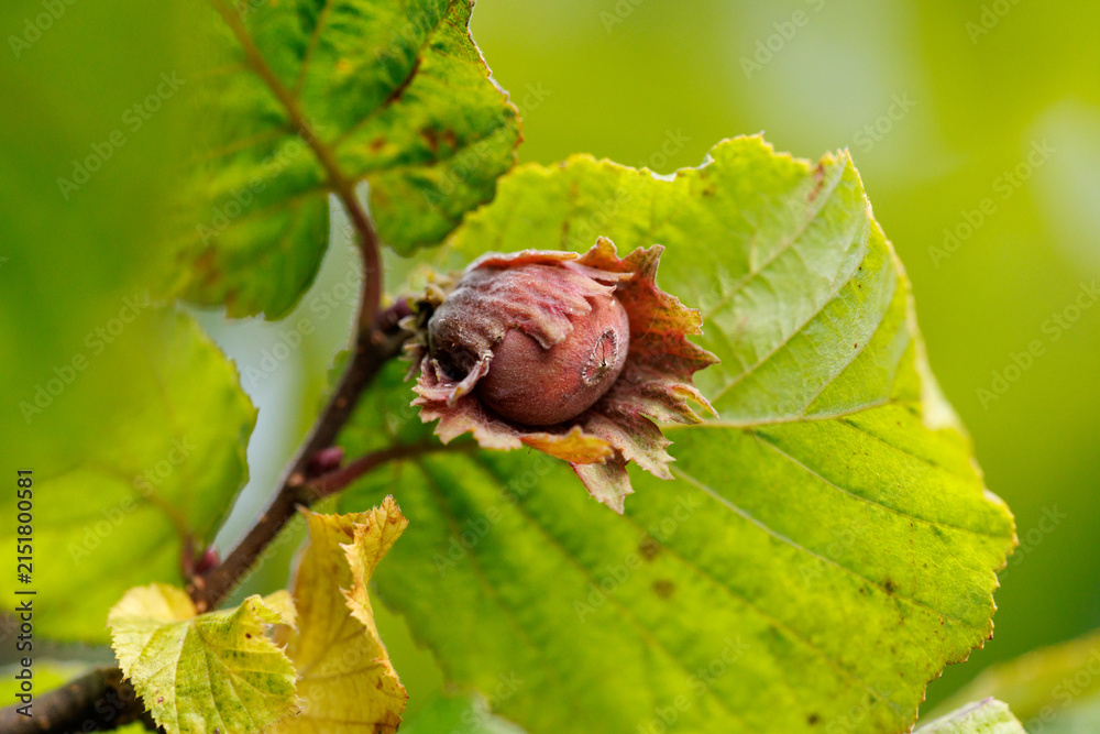Fototapeta premium Ripe hazelnut hangs from leafy branch