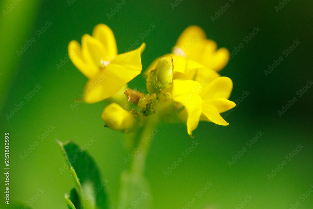 Obraz premium Vibrant yellow flowers bloom in soft green setting