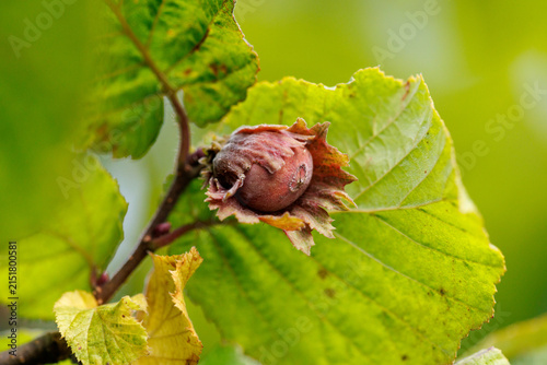 Ripe hazelnut hangs from leafy branch