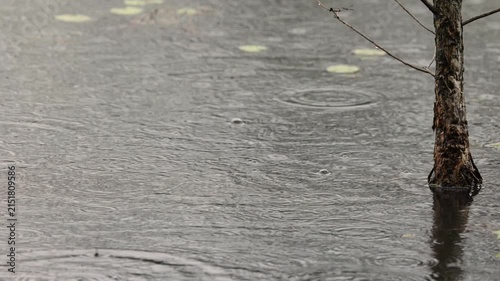 Raindrops splashing in the rippling water under a water tolerant melaleuca or tea-tree sapling growing in a shallow lake with lily pads at Arundel wetlands on the Gold Coast in Queensland, Australia.
