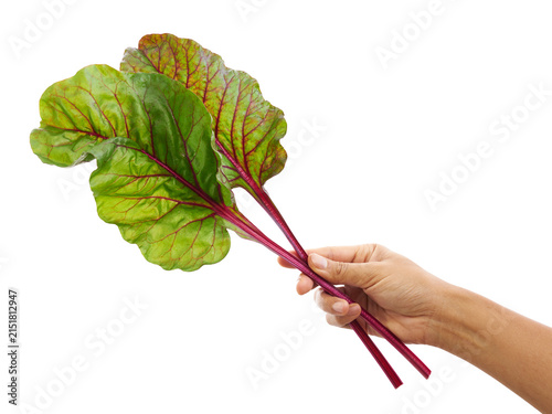 Cuadro en lienzo Fresh green and red Swiss chard leaves with colorful stems, held by hand and isolated on transparent background with clipping path