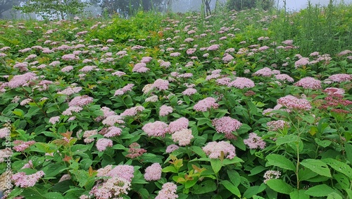 Obraz na plátně A sprawling field of pink Spiraea flowers