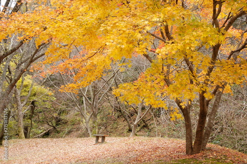 Foto A tranquil autumn forest scene featuring brilliant yellow and orange maple foliage blanketing the ground, complemented by a rustic wooden bench under golden trees