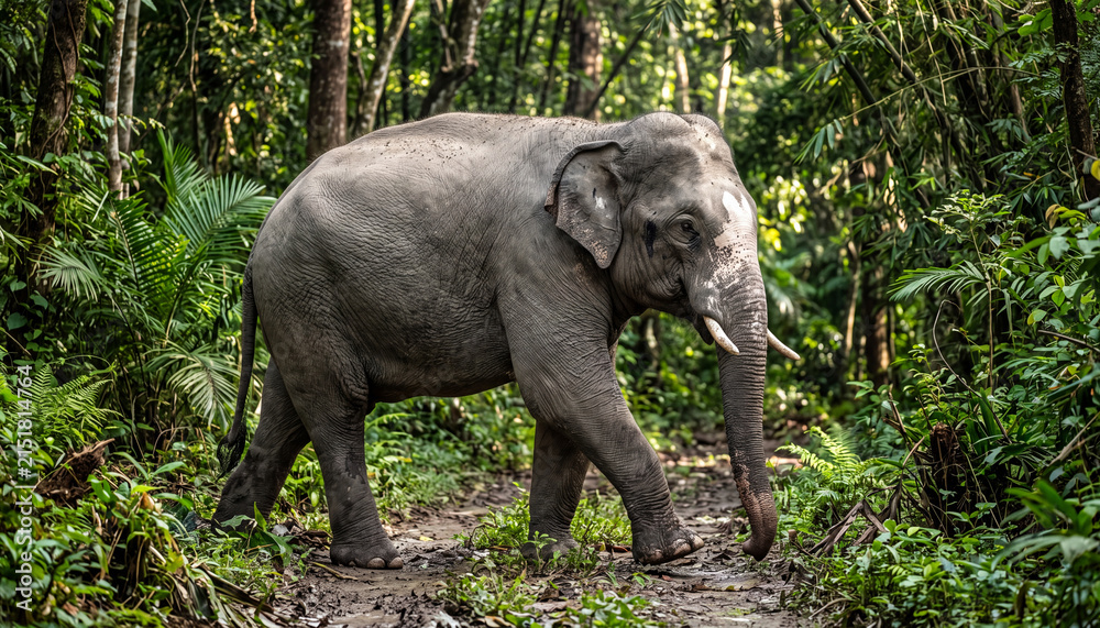 Fototapeta premium Asian elephant wildlife photography of tusked mammal walking on forest trail for nature conservation banner, zoology educational poster, and ecotourism travel editorial.