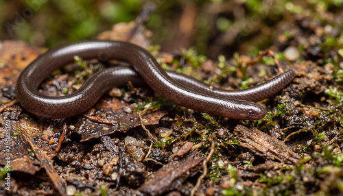 Blind snake macro photography of glossy earthworm snake crawling on soil for nature biodiversity banner, herpetology educational poster, and environmental ecosystem editorial.