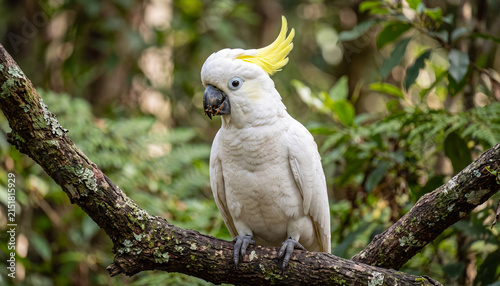 Sulphur crested cockatoo wildlife photography of white parrot perched on tree branch for tropical nature banner, ornithology educational poster, and exotic pet care editorial.