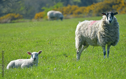 Lamb in a field on Pendle Hill near Sabden in Lancashire