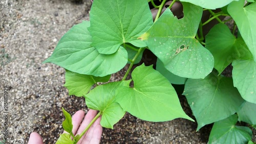 夏のプランターで育つサツマイモ｜青々と茂るつると葉の家庭菜園