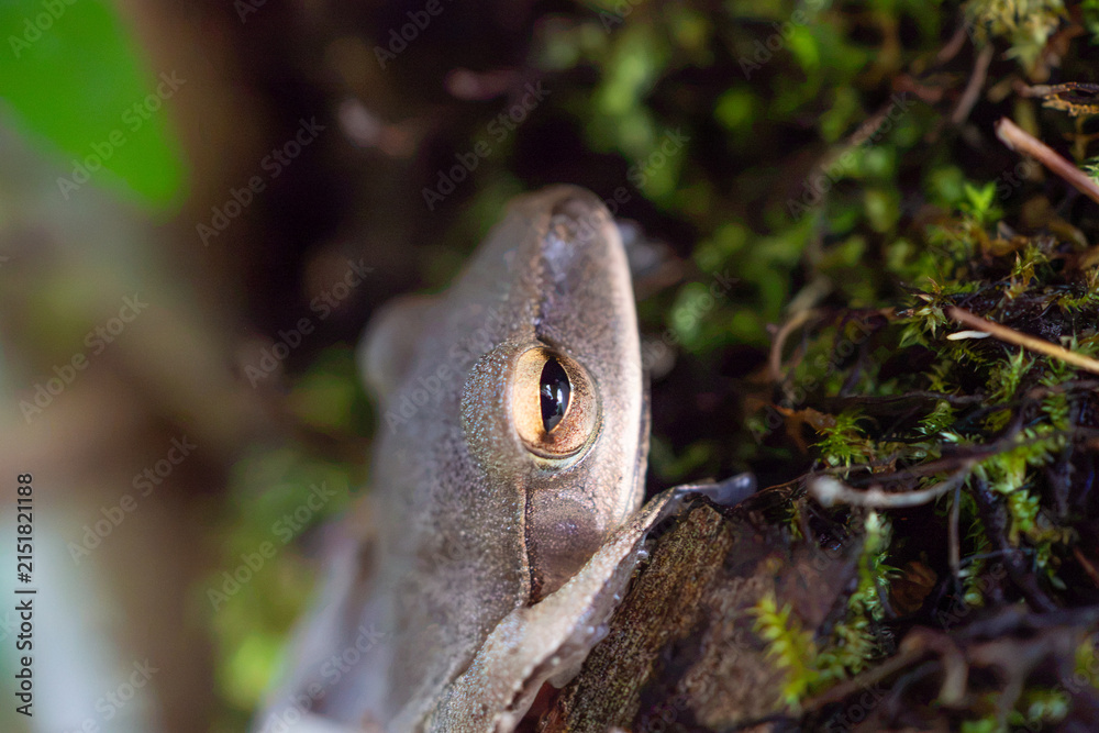 Obraz premium grey tree frog eye among green moss in nature