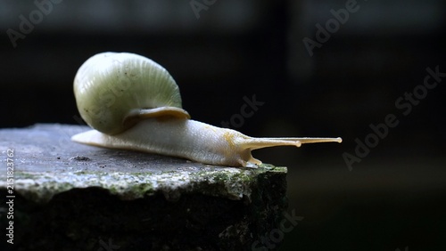 Fotografie Macro close-up of a white garden snail crawling on a dark stone surface