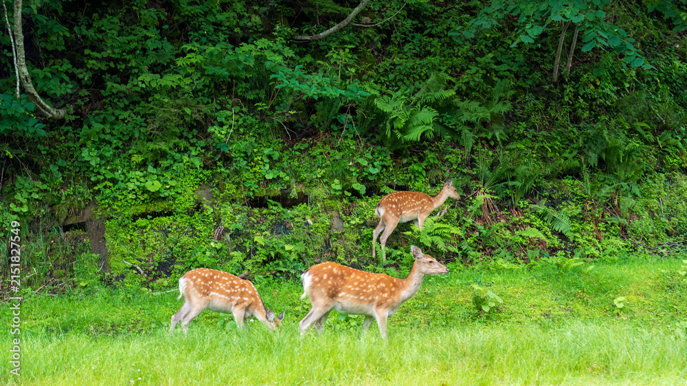 Naklejka premium Group of Hokkaido sika deer grazing on green grass