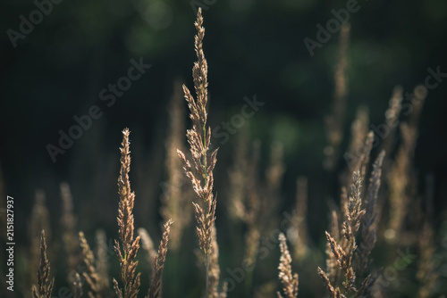LANDSCAPES OF NATURE - High grass in the meadow