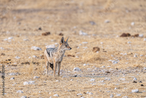 Photography A Jackal walking in Etosha National Park, Namibia, Africa