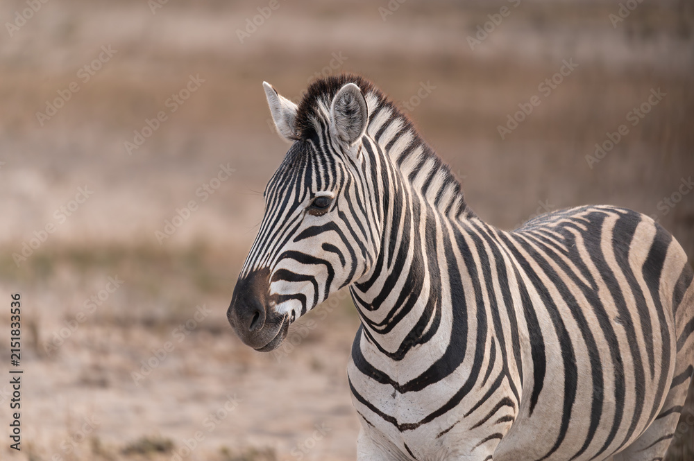 Obraz premium Plains Zebras in the dry Boteti River Bed, Botswana, Africa