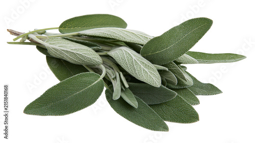 Canvastavla Fresh sage herb leaves bunch