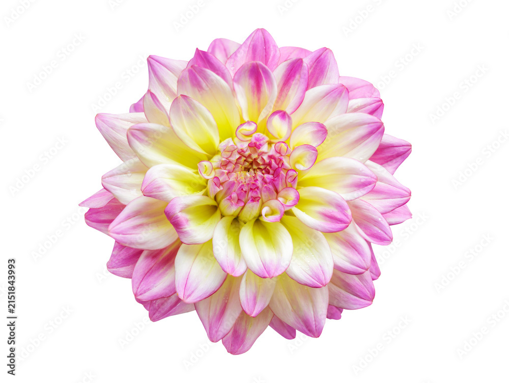 Fototapeta premium close up of dahlia flower isolated on transparent background, top view