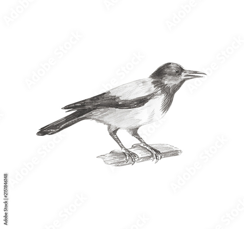 Canvastavla Hand drawn detailed graphite pencil sketch of a realistic hooded crow bird perched on a branch